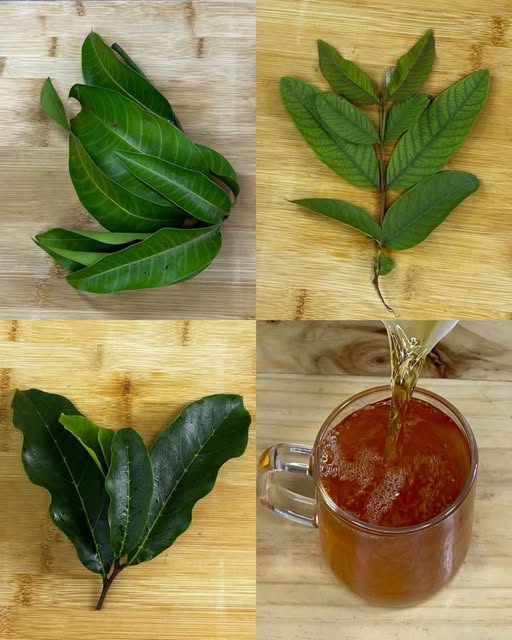 Hojas medicinales para infusiones