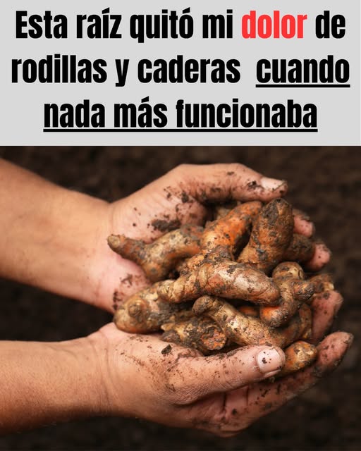 Raíces de plantas curativas