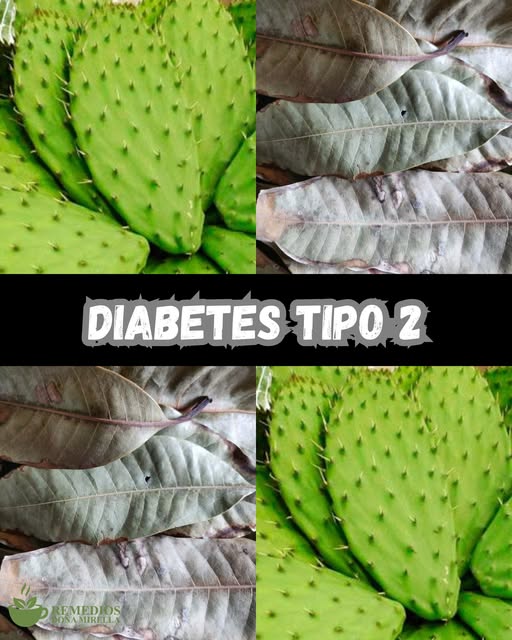 Infusión de nopal y guanábana para controlar la diabetes tipo 2