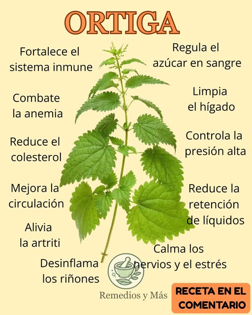 Planta de Ortiga