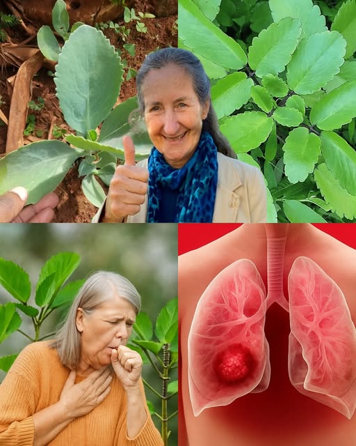 Planta Kalanchoe en jardín