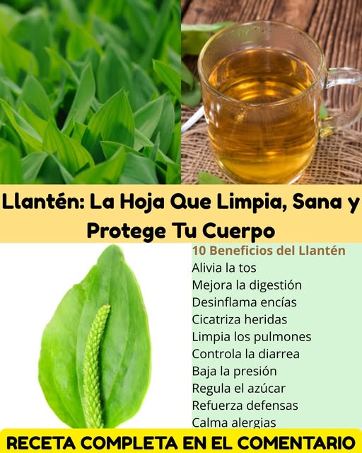 Té de Llantén