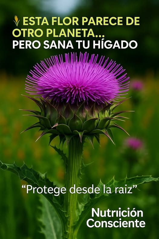 Cardo Mariano - Silybum marianum
