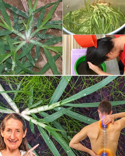 Cola de caballo en uso