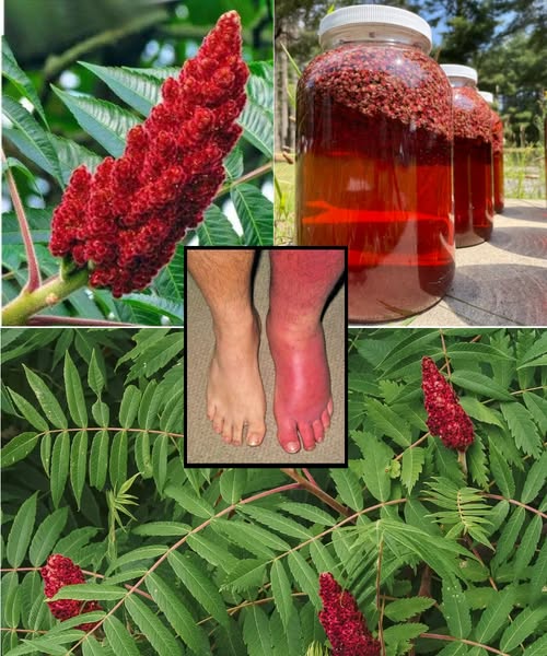 Propiedades del Zumaque