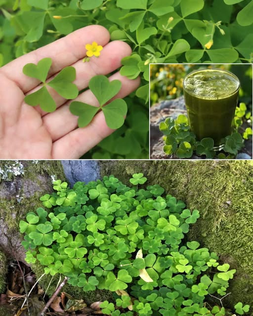 Jugo verde de acederillo