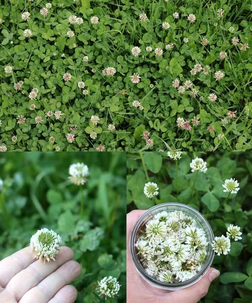 Campo de trébol blanco con flores