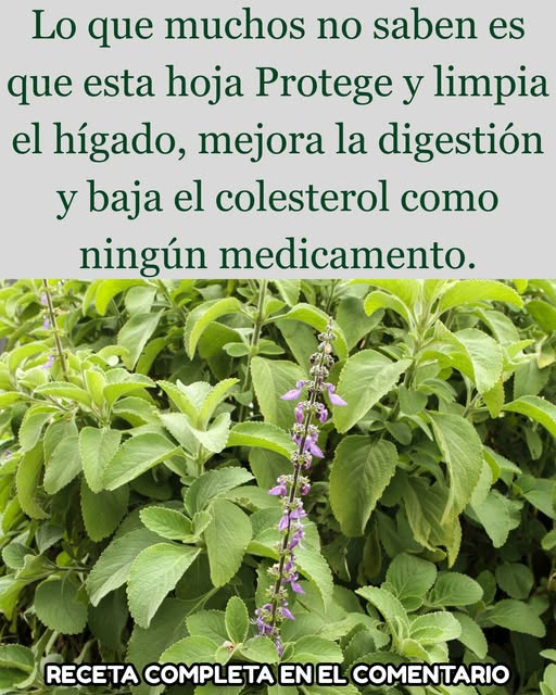 Plantas medicinales