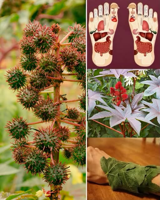 Planta de Ricino y sus Usos Medicinales