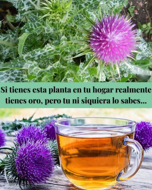 Flores de Cardo Mariano