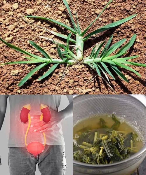 Infusión de Cola de Caballo