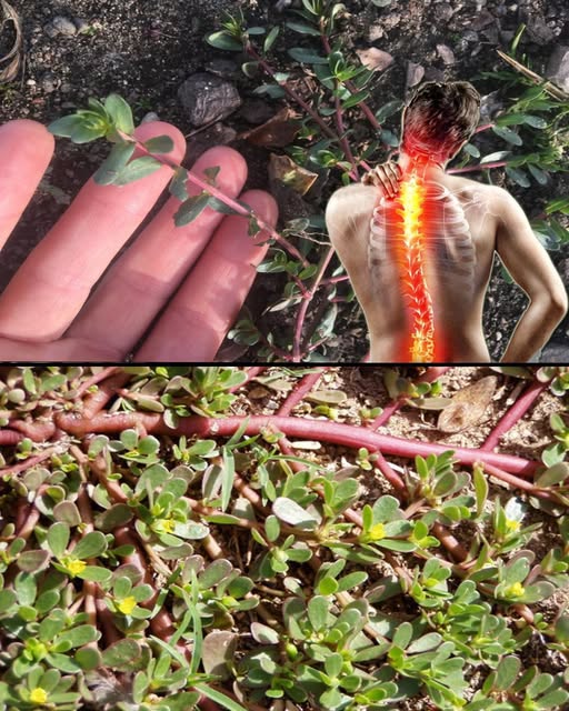 Verdolaga como planta medicinal