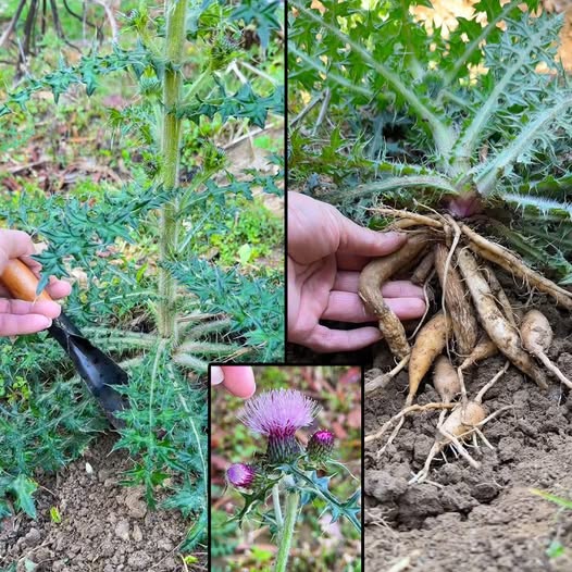 Planta de Cardo Mariano