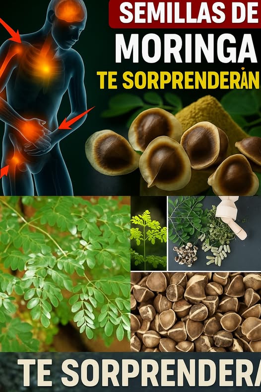 Semillas de Moringa