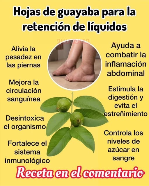 Beneficios de las hojas de guayaba