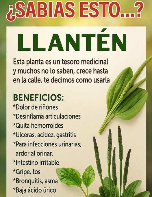 Llantén, planta medicinal
