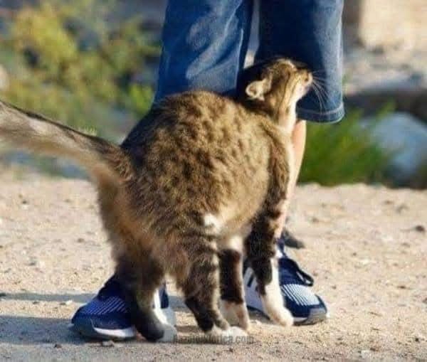 Gato frotándose contra una persona