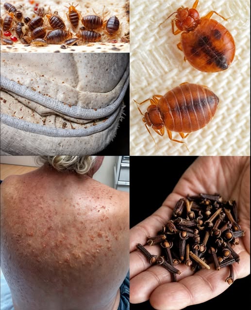 Vinagre blanco para erradicar chinches