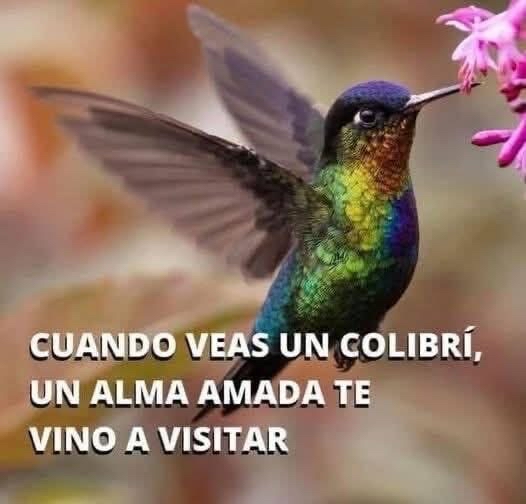Colibrí de colores vibrantes