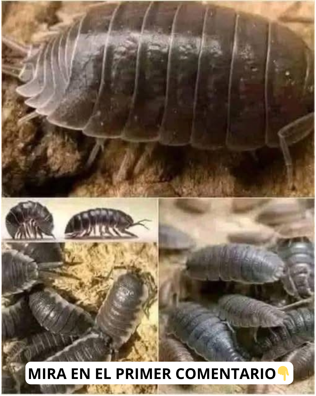 Cochinillas, crustáceos terrestres