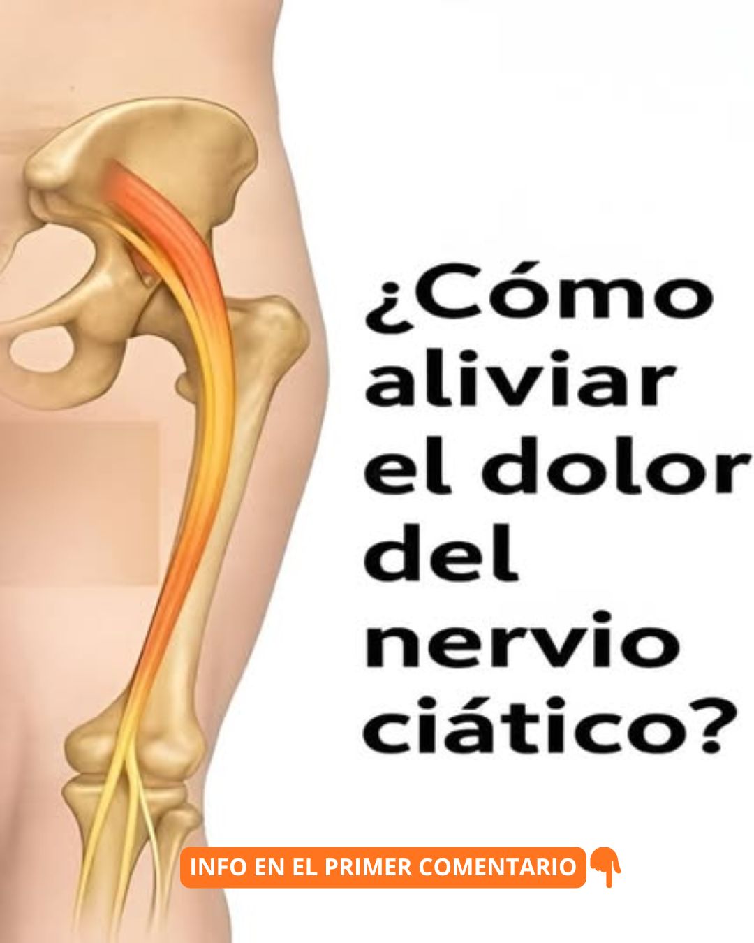 Sistema óseo y nervio ciático