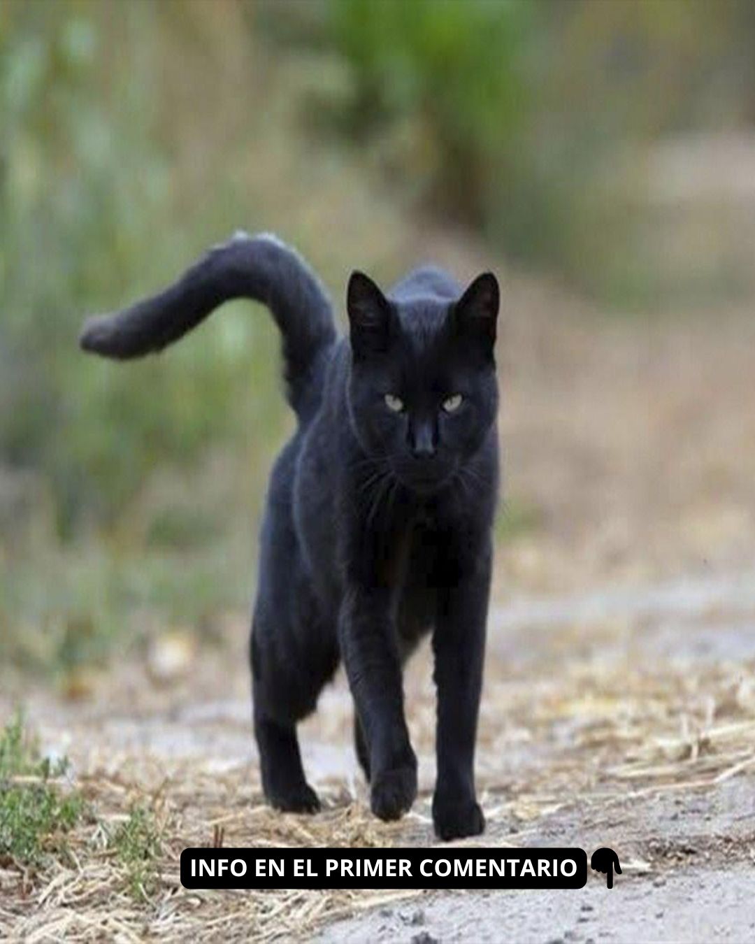 Gato negro