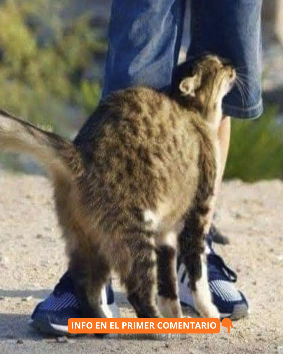 Gato frotándose contra una persona