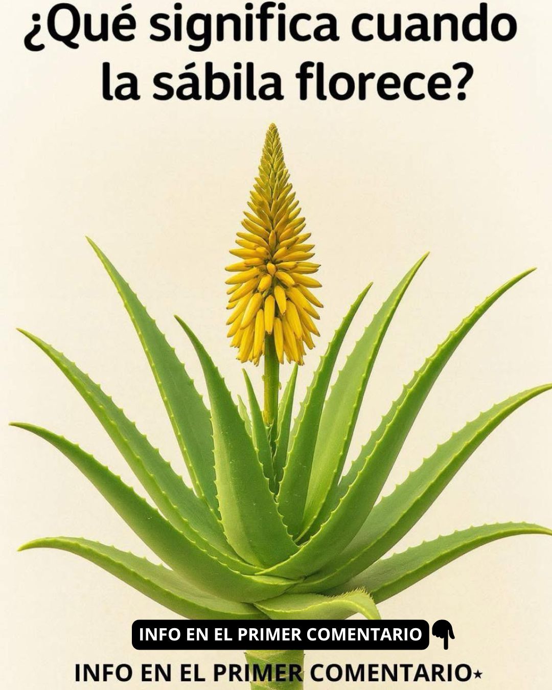 Planta de Sábila en Flor