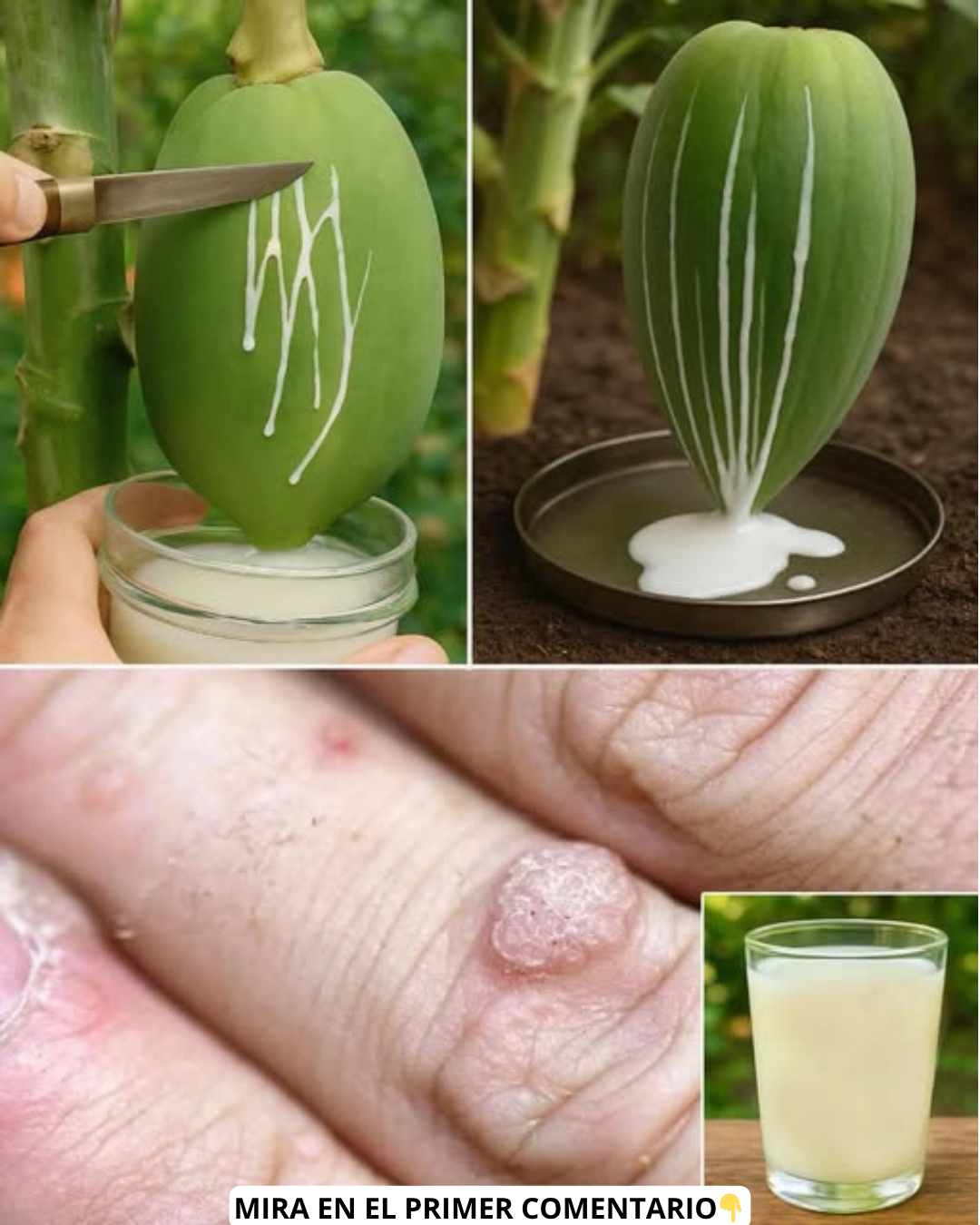 Savia de Papaya y su uso en tratamientos naturales