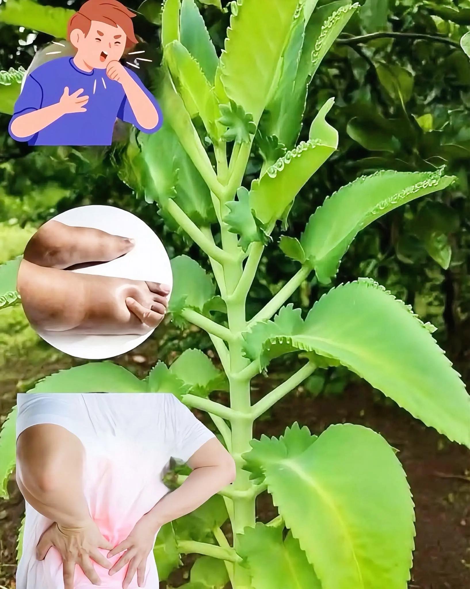 Kalanchoe - Planta de la Vida