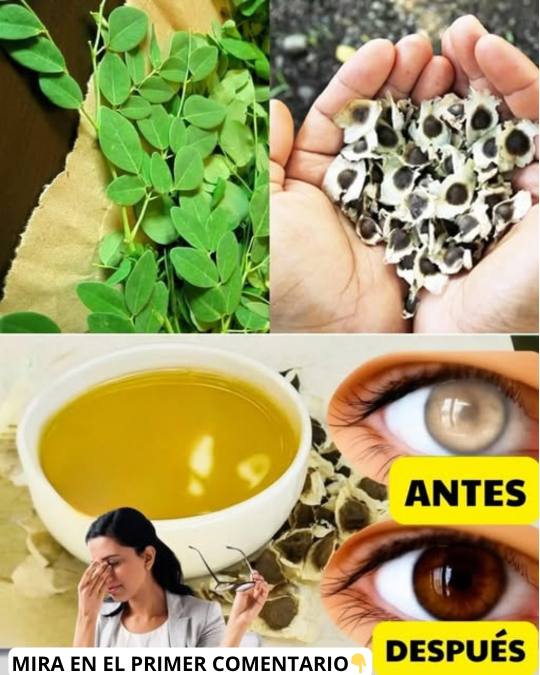 Semillas de Moringa