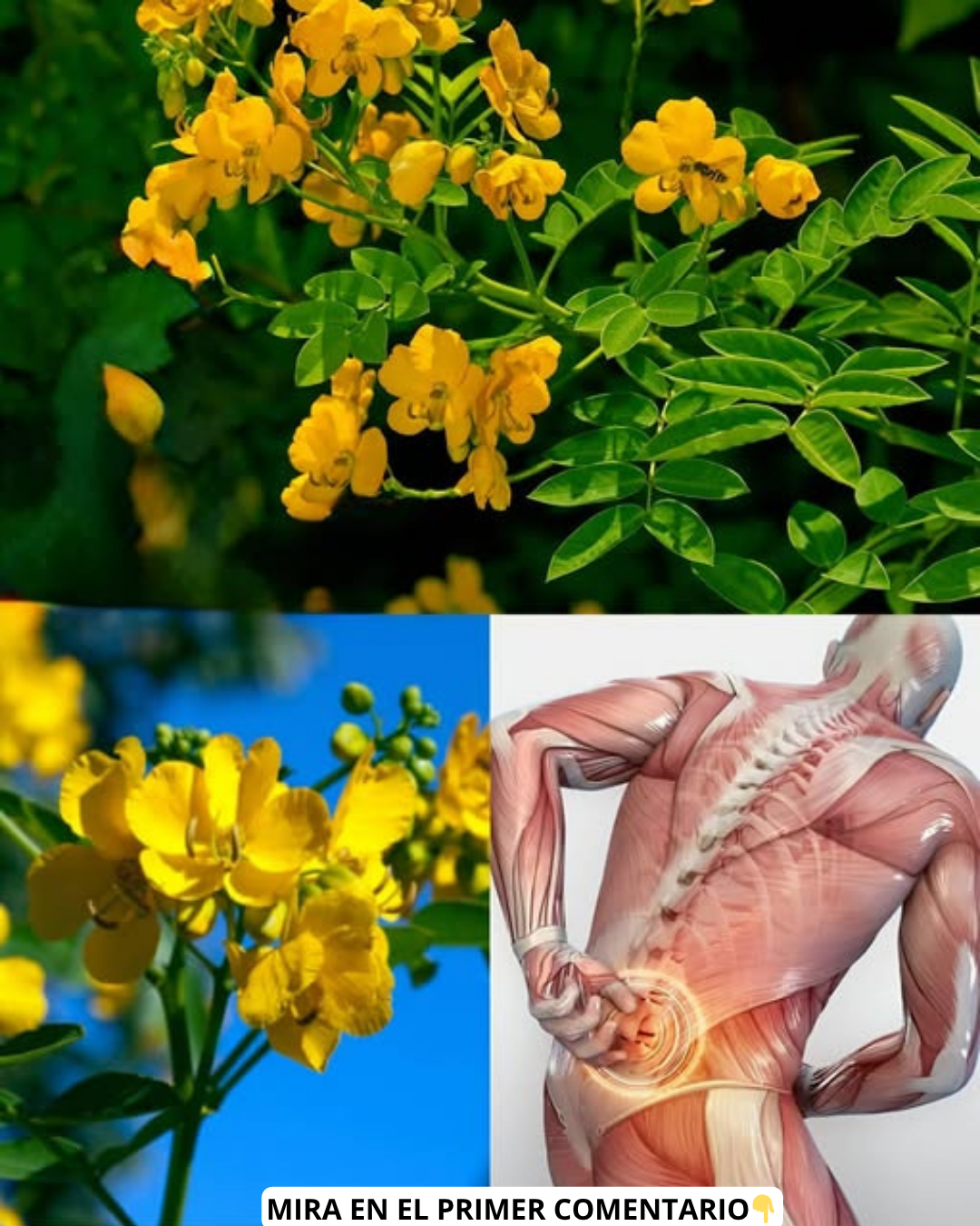 Planta con flores amarillas de Senna