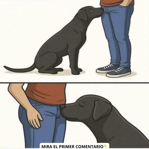 Perro interactuando con una persona