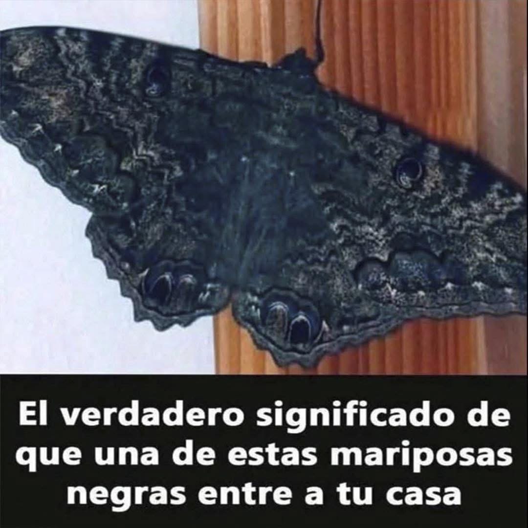 Mariposa negra en casa