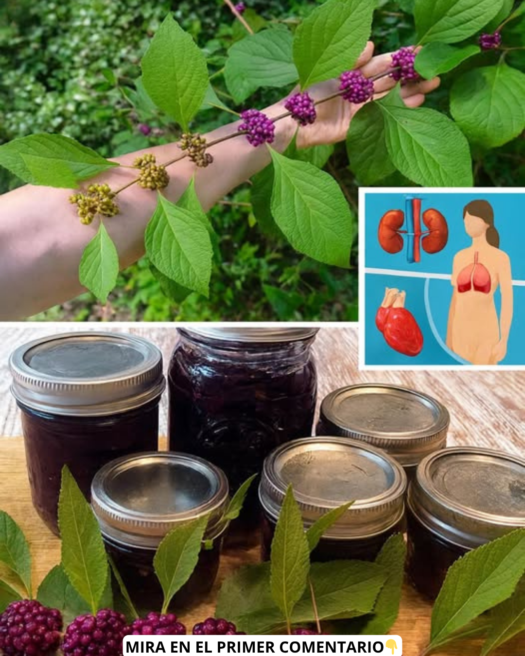 Planta medicinal y sus beneficios