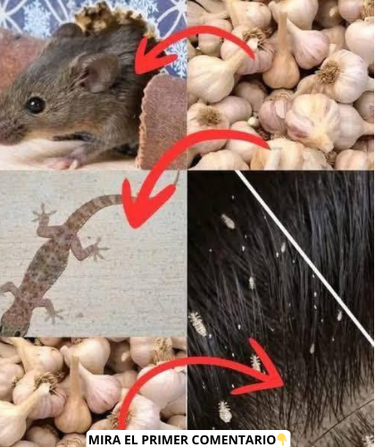 Uso del ajo contra plagas y piojos