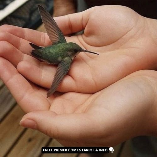 Colibrí en manos humanas