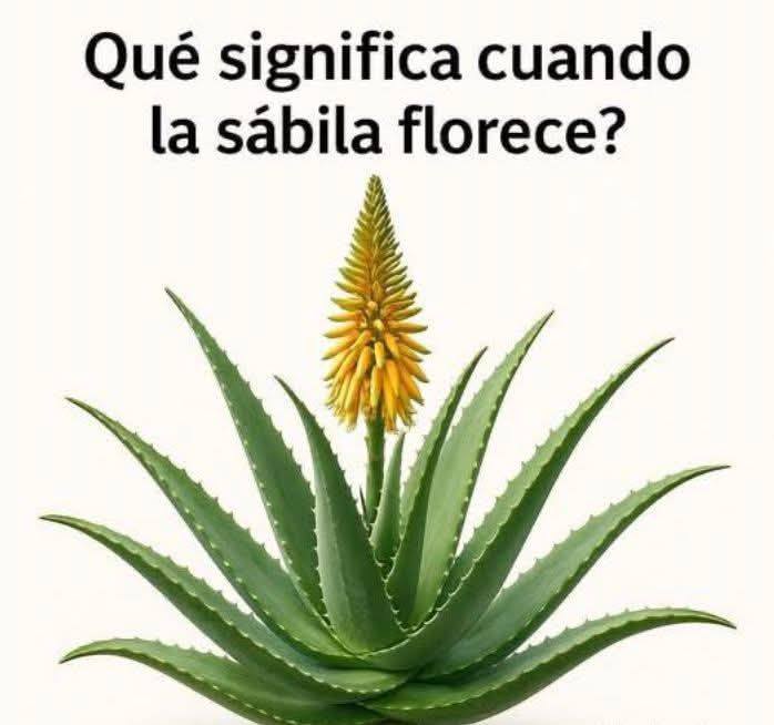Planta de Sábila en Flor