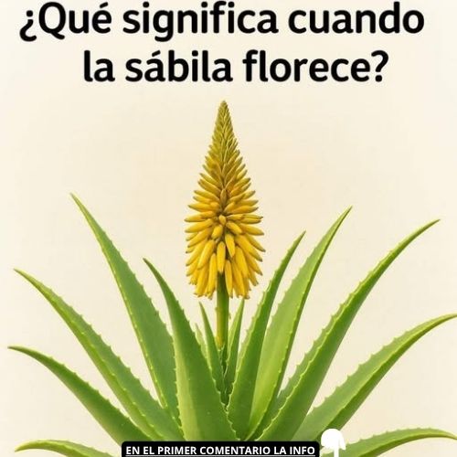 Florecimiento de la Sábila