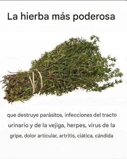 Manojo de hierbas medicinales