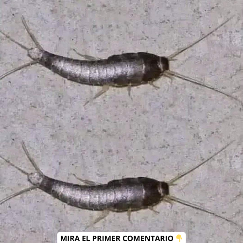 Pececillos de plata o lepisma