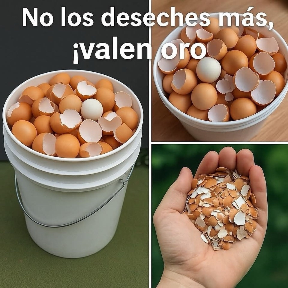 Cáscaras de huevo