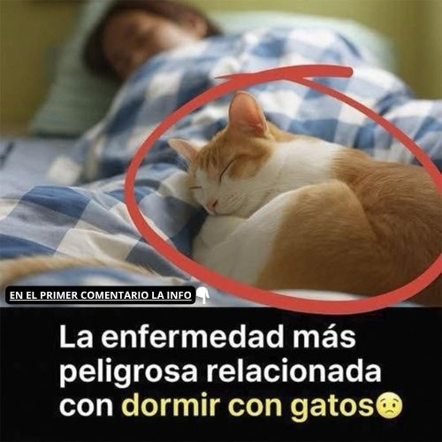 La enfermedad más peligrosa relacionada con dormir con gatos