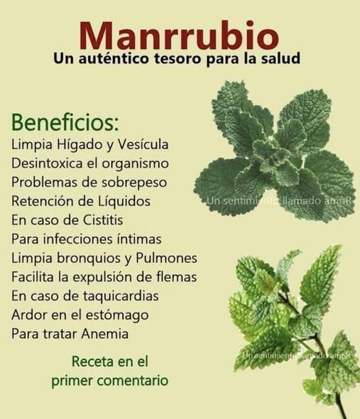 Planta Manrrubio