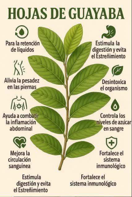 Hojas de Guayaba