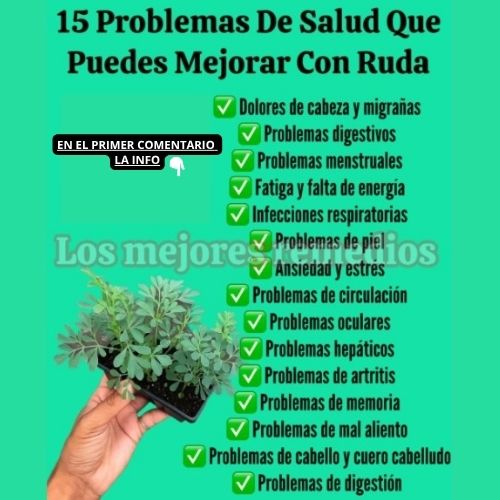 Beneficios de la Ruda