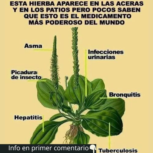 Infusión de Llantén