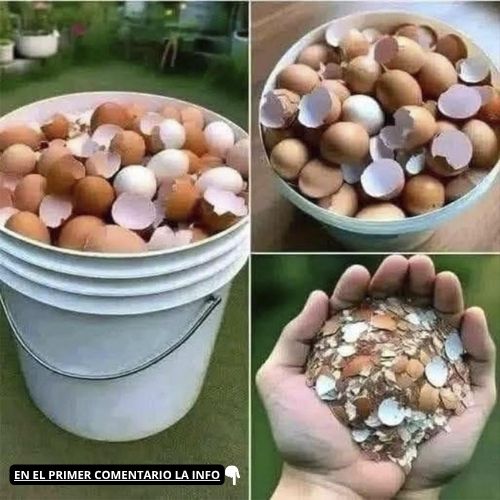 Cáscaras de huevo hervidas