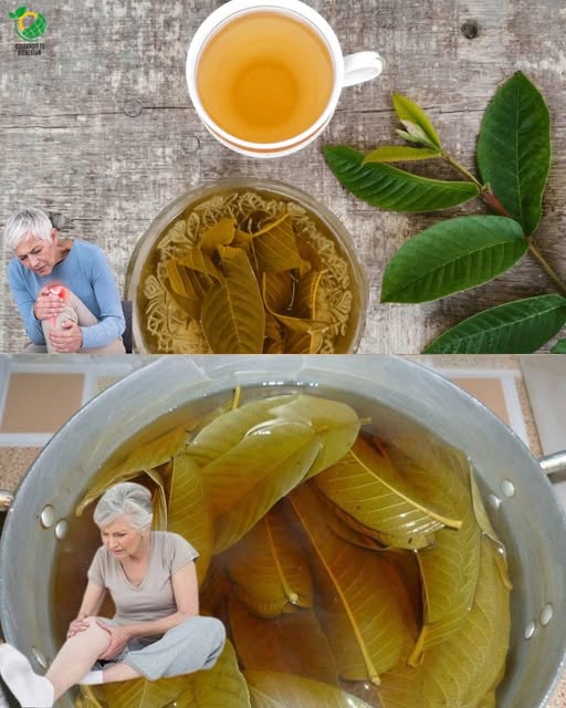 Té de hojas de guayaba