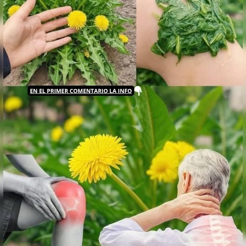 Diente de león y sus aplicaciones